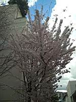 Cerisier du Japon, en fleurs (Lyon, 2019-03) (1)